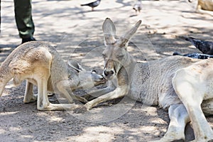 Close up of Eastern Gray Kangaroos
