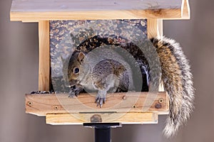 Close up of an Eastern gray squirrel (Sciurus carolinensis) on a hopper style bird feeder looking down to the ground