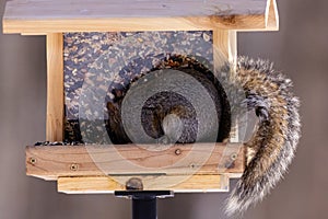 Close up of an Eastern gray squirrel (Sciurus carolinensis) on a hopper style bird feeder looking down to the ground