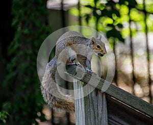 Close-up of Eastern gray squirrel with treasured item on wood post