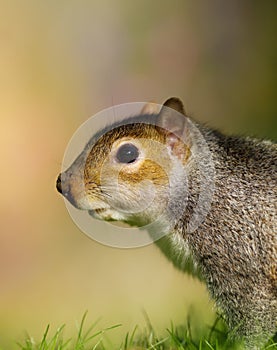 Close up of Eastern grey squirrel