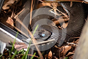 Close up of Eastern Hognose snake`s cloudy blue eye