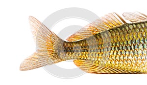 Close-up of an Eastern Rainbowfish's caudal fin