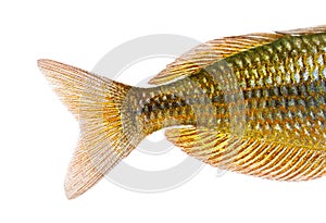 Close-up of an Eastern Rainbowfish's caudal fin photo