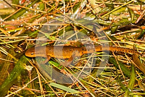 Eastern Red-spotted Newt- Notophthalmus viridescens photo