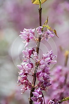 Close Up of Eastern Redbud Blossoms