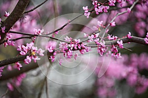 Close up of Eastern Redbud Tree Cercis Canadensis photo