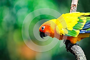 Close up of an Eastern Rosella Rainbow Parrot on a tree branch.