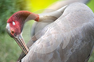 Close up of Eastern Sarus Crane Grus Antigone Sharpii .