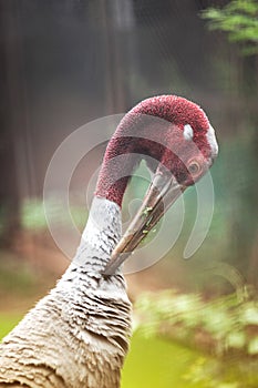 Close up of Eastern Sarus Crane Grus Antigone Sharpii .