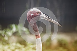 Close up of Eastern Sarus Crane Grus Antigone Sharpii .