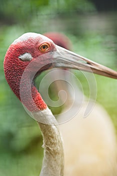 Close up of Eastern Sarus Crane Grus Antigone Sharpii .