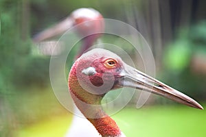 Close up of Eastern Sarus Crane Grus Antigone Sharpii .