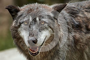 Close-up of Eastern timber wolf, Canis lupus lycaon