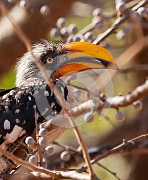 Close-up of the Eastern Yellow-billed Hornbill