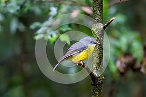 Close-Up of Eastern Yellow Robin sitting on a Branch of Tree, Queensland, Australia