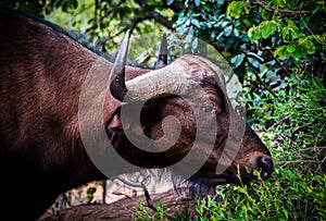 Close up eating buffalo