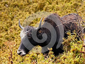 Close up of an eating yak in the himalayas