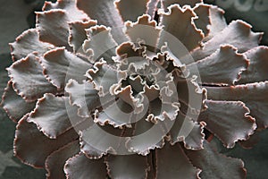 Close-up of EcheClose-up of Echeveria Gibbiflora rosette with funny leaves. Exotic succulent plant, top view. High