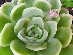Close up of Echeveria elegans with morning dew.