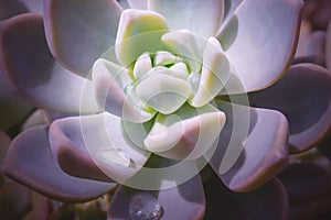 Close-up of Echeveria flower with water drops