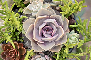 Close-up of Echeveria graceful plant