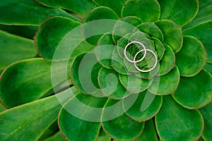 Close up of Echeveria Lilacina and Wedding Rings