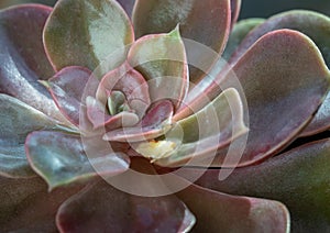 Close-up of Echeveria Perle von Nurnberg (Flat rosettes) Succulent plant with purple and pink leaves