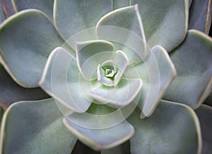 Close-up of Echeveria, a small succulent plant with gray-green leaves is blooming in the natural soft light