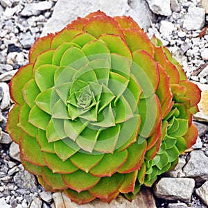 Close up of an Echeveria succulent