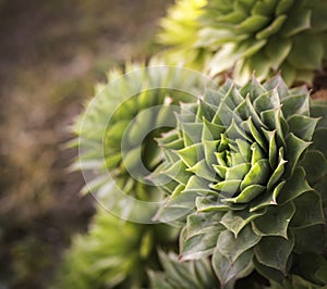 Close-up of Echeveria, succulent plant with green leaves that form a large rosette shape. succulent plants top view