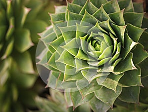 Close-up of Echeveria, succulent plant with green leaves that form a large rosette shape. succulent plants top view