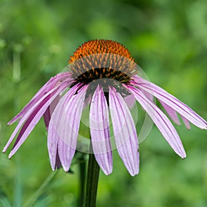Close up Echinacea flower
