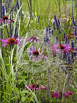 Close up of Echinacea in a wild flower border