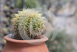 Echinocactus, a green succulent plant with a round-shaped stem on a terracotta pot in the rock garden.