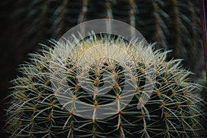 Close up on echinocactus grusoni leaf and plant photo