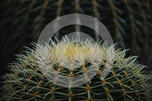 Close up on echinocactus grusoni leaf and plant photo