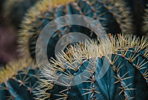Close up on echinocactus grusoni leaf and plant photo