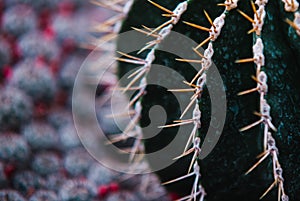 Close up on echinocactus grusoni leaf and plant photo