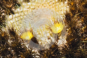 Close up of Echinocactus grusonii cactus