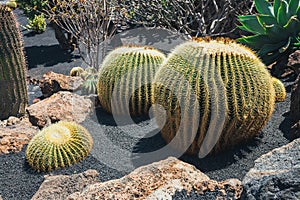 Close up of Echinocactus grusonii cactus