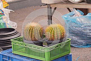 Close up Echinocactus grusonii v alba on pot.
