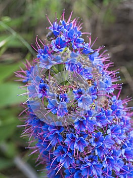 Close up of a Echium candicans, Pride of Madeira, large blue flowers in full bloom photo