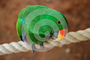 Close up of Eclectus parrot Eclectus roratus, looking to the camera, shallow depth of field.