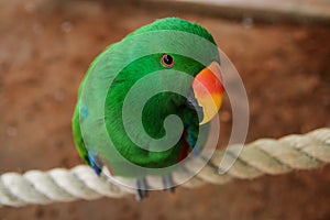 Close up of Eclectus parrot Eclectus roratus, looking to the camera, shallow depth of field.