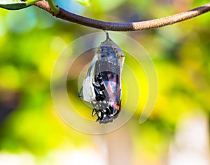 Close-up of an eclosion stage of a Monarch Butterfly, emerging from the transparent chrysalis