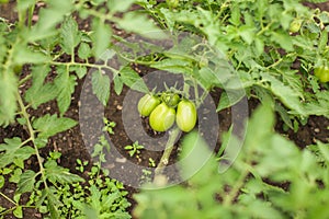 Close up eco homemade green young tomatoes on branch in greenhouse in selective focus