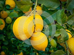 Close up of ecological lemons hanging from a lemon tree