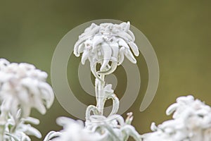 Close-up of an Edelweiss flower
