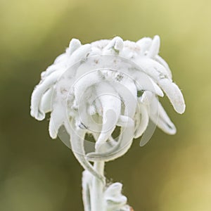 Close-up of an Edelweiss flower